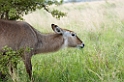 Tarangira waterbuck01
